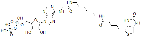 CAS 登录号：100844-62-0， 生物素基-腺苷二磷酸酯