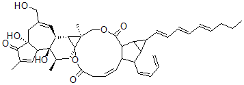 CAS 登录号：117855-87-5， 12-脱氧-16-羟基佛波醇-4'-(12',14'-丁二烯基)-6'-(16',18',20'-壬三烯基)-双环(3.1.0)己烷-(13-O)-2'-(羧酸酯)-(16-O)-3'-(8'-丁烯-10')酸酯
