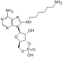 CAS 登录号：39824-30-1， 8-氨基己基氨基-腺苷环单磷酸酯