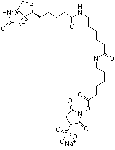 CAS # 194041-66-2, 6-[[6-[[5-[(3aS,4S,6aR)-Hexahydro-2-oxo-1H-thieno[3,4-d]imidazol-4-yl]-1-oxopentyl]amino]-1-oxohexyl]amino]-hexanoic acid 2,5-dioxo-3-sulfo-1-pyrrolidinyl ester sodium salt, EZ-Link Sulfo-NHS-LC-LC-Biotin, F 6347, FluoReporter Biotin-XX, FluoReporter Mini-biotin-XX Protein Labeling Kit, Sulfo-NHS-LC-LC-Biotin, Sulfo-NHS-XX-Biotin