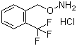 CAS 登录号：215599-92-1, O-(2-三氟甲基苄基)羟胺盐酸盐