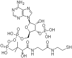 CAS # 85-61-0, Coenzyme A, CoA,[[(2R,3S,4R,5R)-5-(6-aminopurin-9-yl)-4-hydroxy-3-phosphonooxyoxolan-2-yl]methoxy-hydroxyphosphoryl] [(3R)-3-hydroxy-2,2-dimethyl-4-oxo-4-[[3-oxo-3-(2-sulfanylethylamino)propyl]amino]butyl] hydrogen phosphate